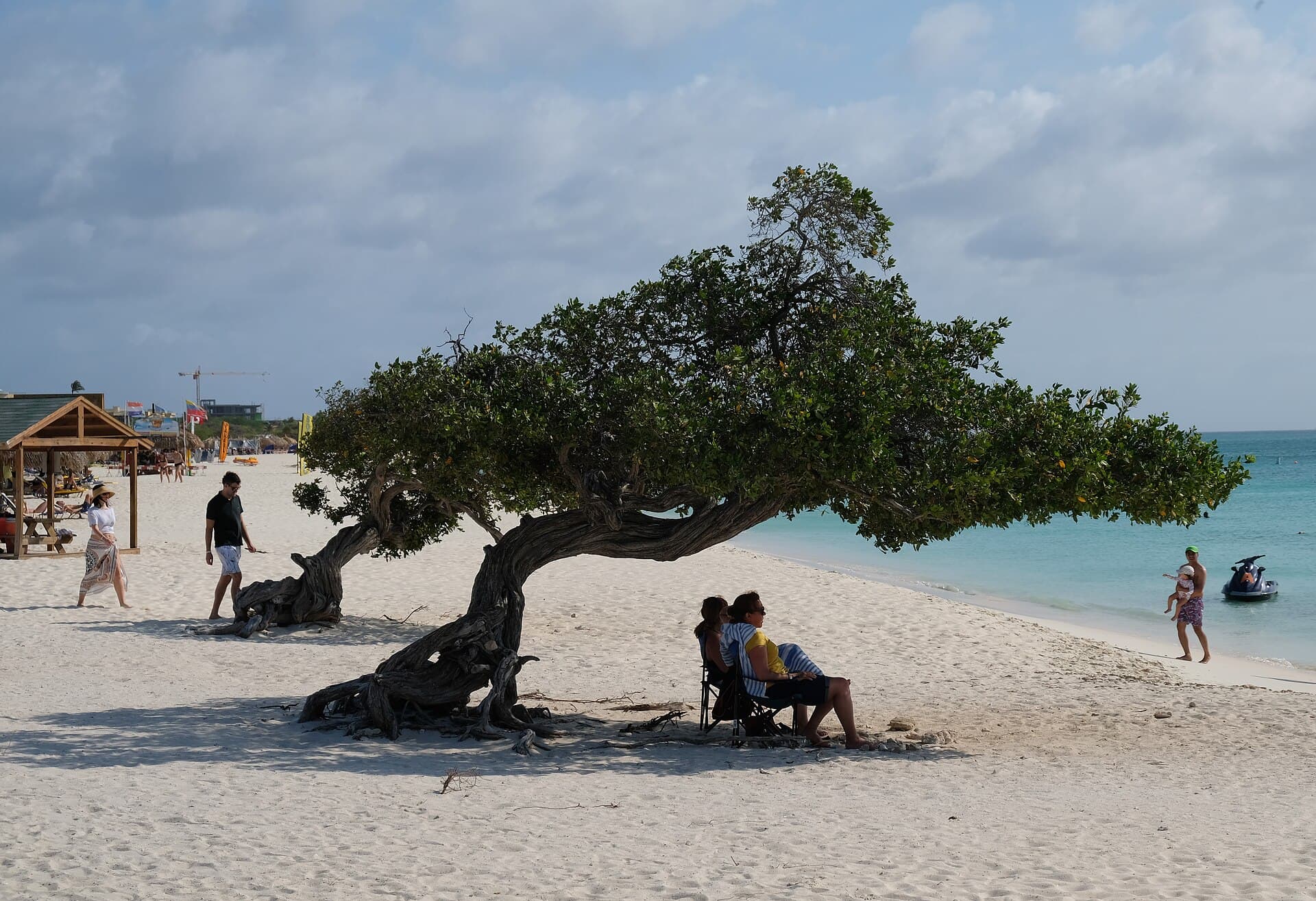 A divi-divi tree leaning over the white sand of Eagle Beach, Aruba